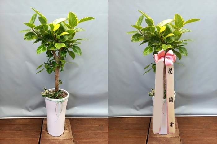 ����ȭ�� �𰥰�������