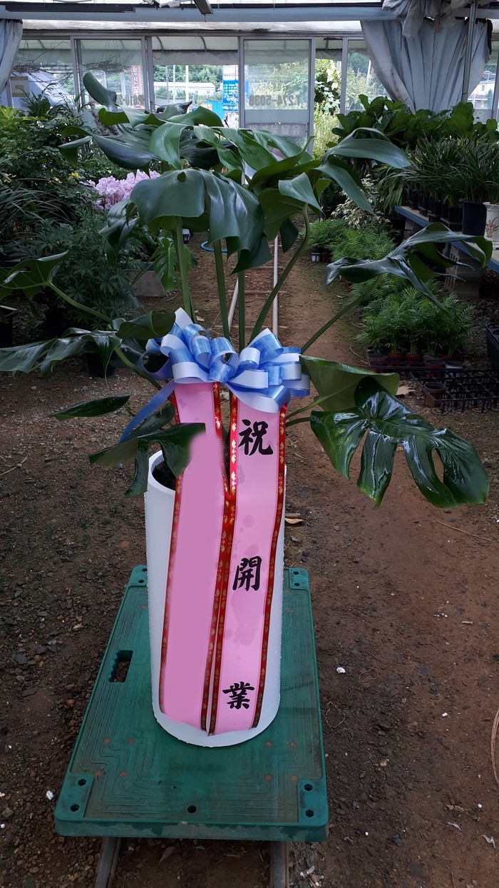 ����ȭ�� ���׶�