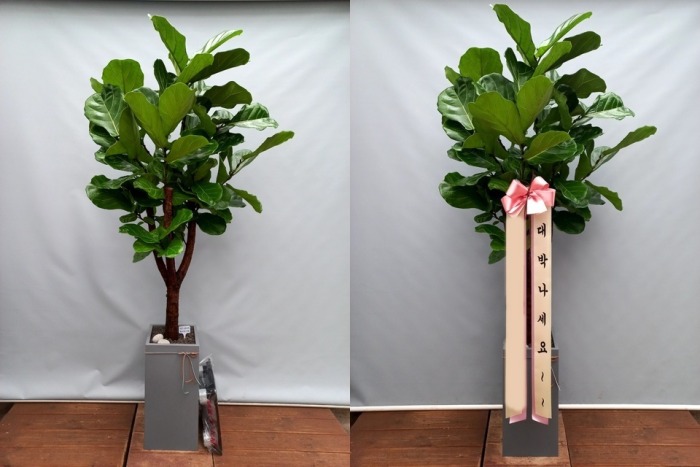 ����ȭ�� ������������