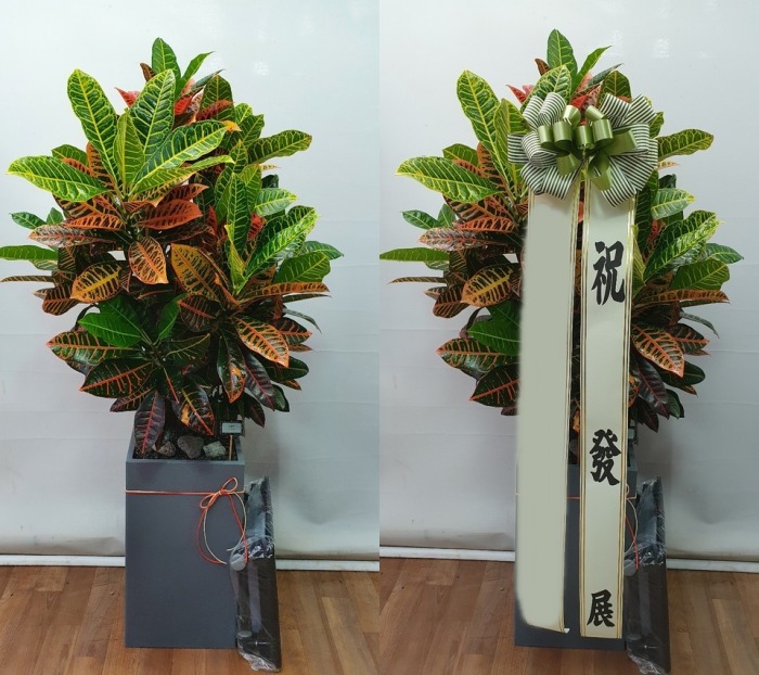 ����ȭ�� ũ����