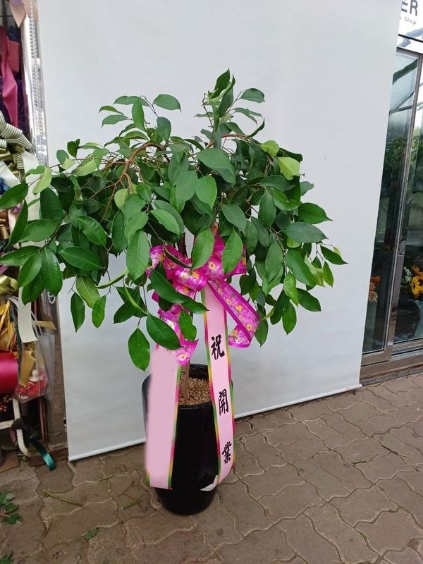 ����ȭ�� ŷ���ڹ�