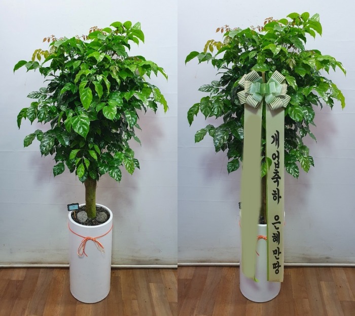 ����ȭ�� �캸��