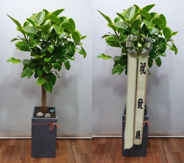 ����ȭ�� �𰥰�������