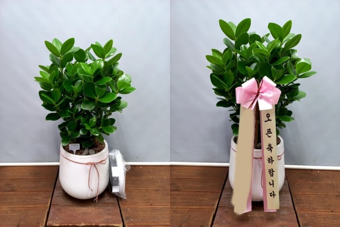 ����ȭ�� ũ��þ�