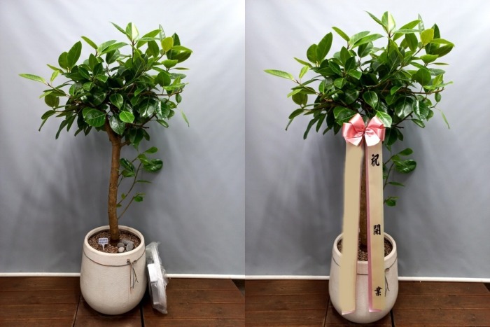 ����ȭ�� �𰥰�������