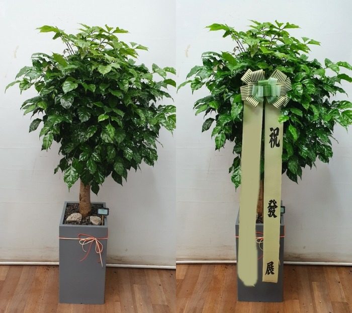 ����ȭ�� �캸��