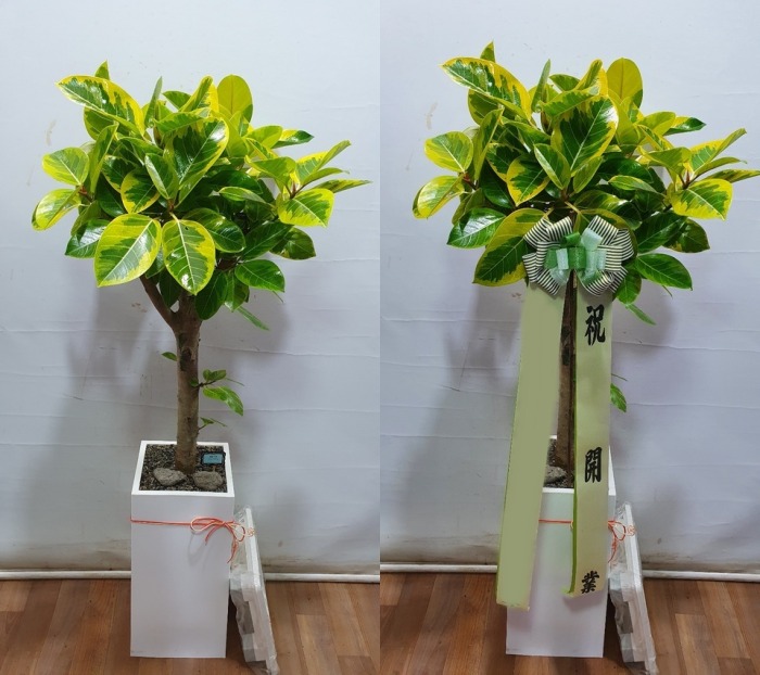 ����ȭ�� �𰥰�������