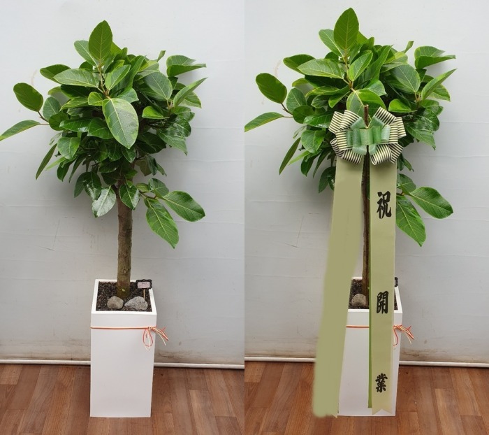 ����ȭ�� �𰥰�������