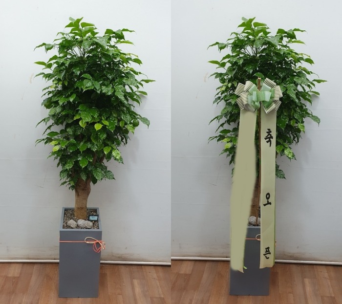 ����ȭ�� �캸��