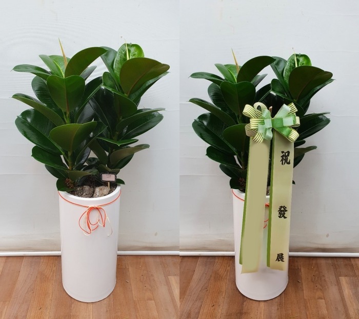 ����ȭ�� �������� �