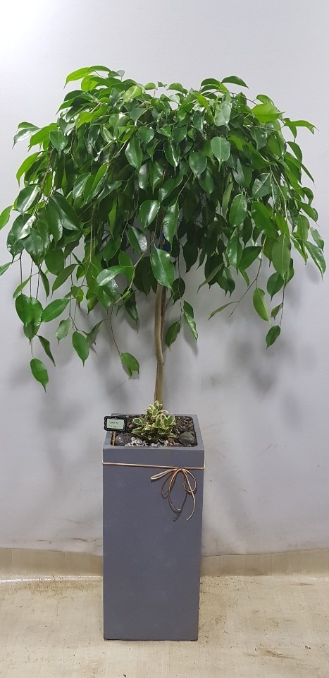 ����ȭ�� ���ڹ�