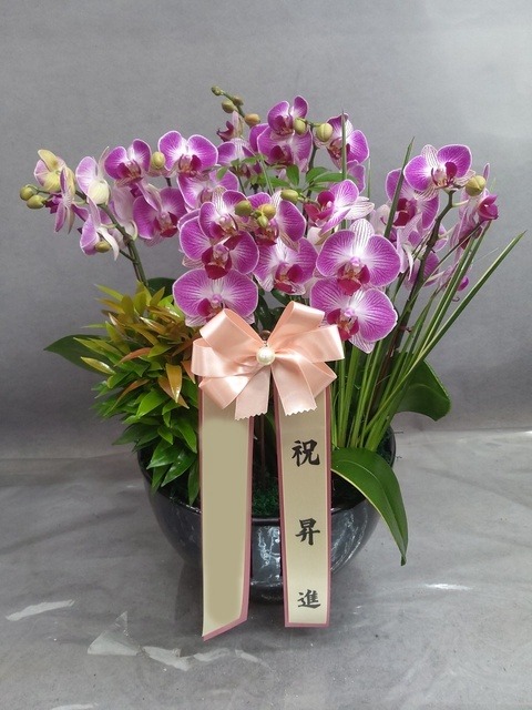 ����� �̴�ȣ��