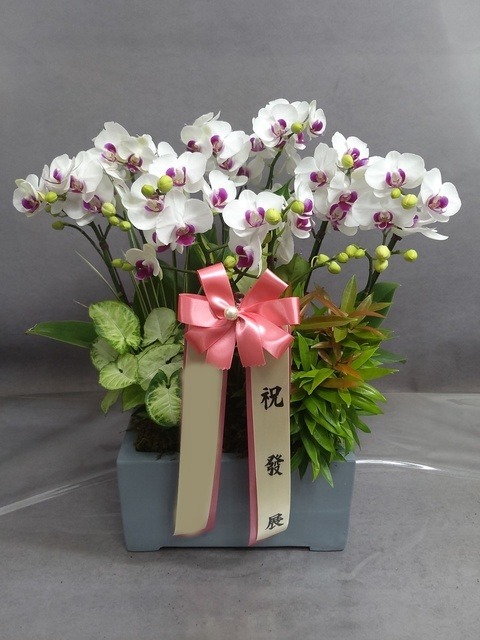 ����� �̴�ȣ��