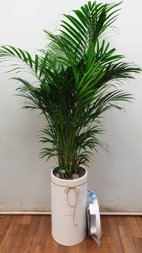 ����ȭ�� �Ʒ�ī����