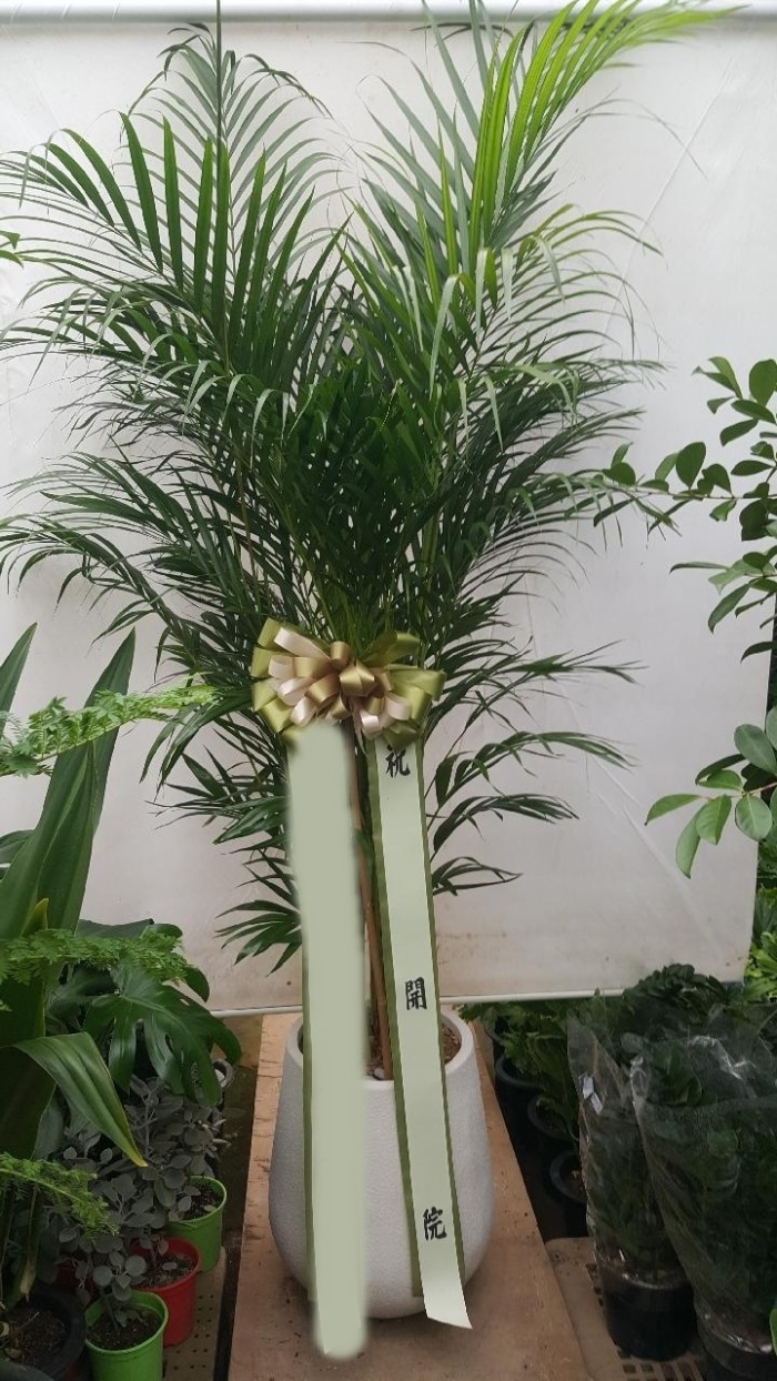 ����ȭ�� �Ʒ�ī���� ��ǰ