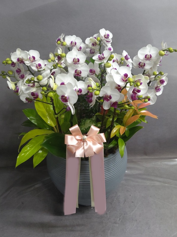 ����� �̴�ȣ��