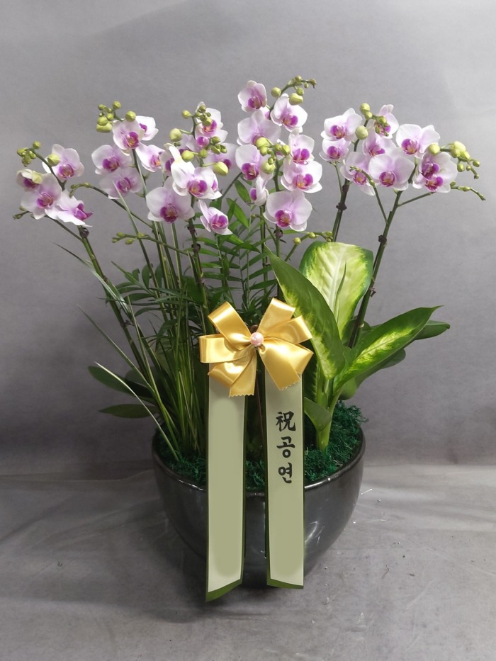 ����� �̴�ȣ��