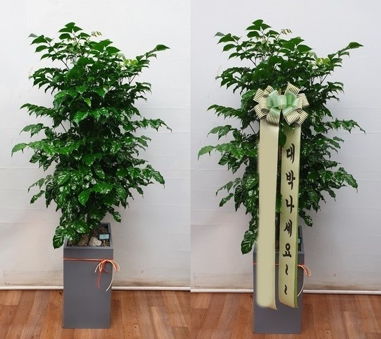 ����ȭ�� �캸��