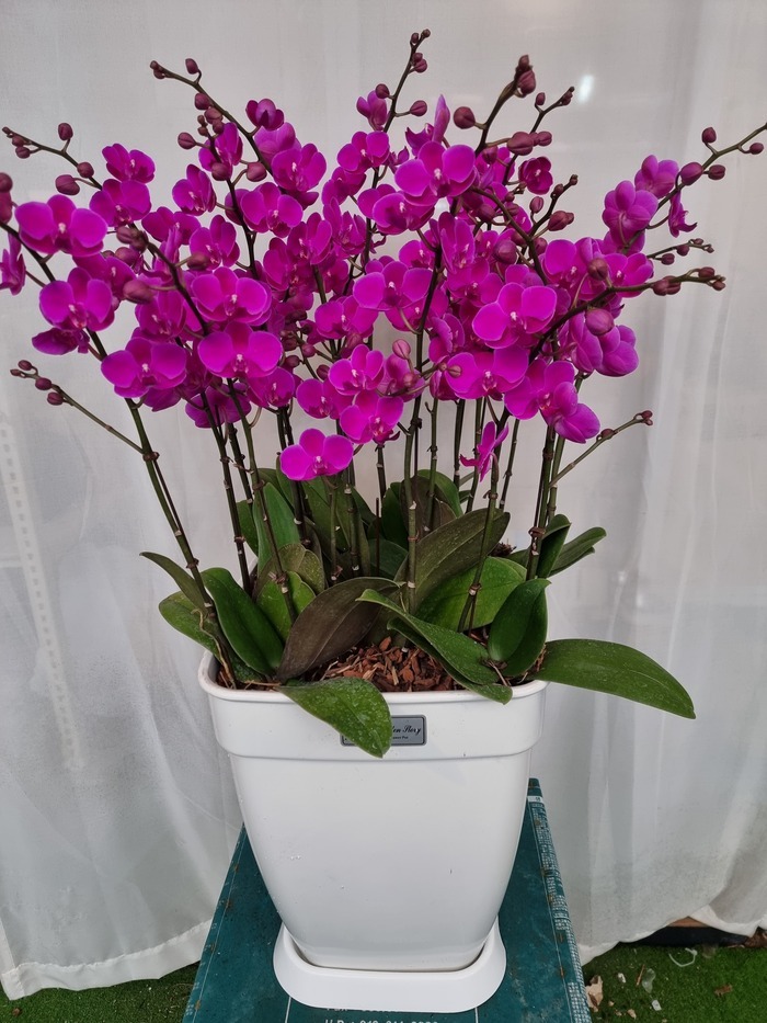 ����� �̴�ȣ��