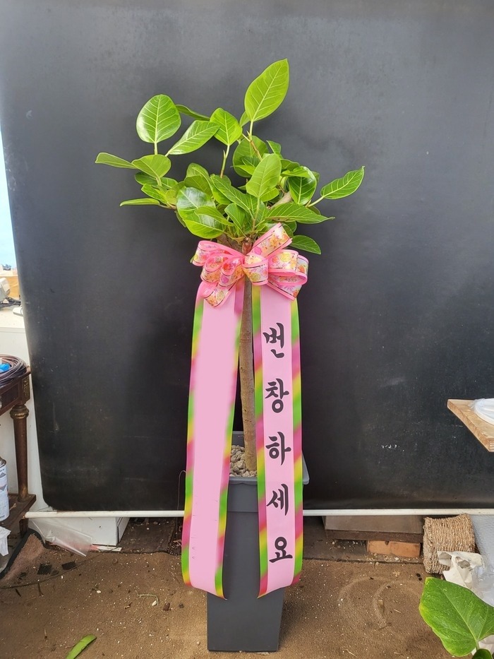 ����ȭ�� �𰥰�������