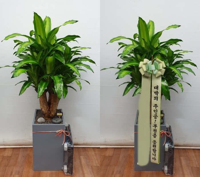 ����ȭ�� ���� ����