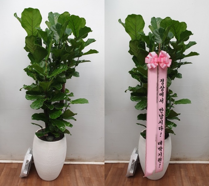 ����ȭ�� ������������