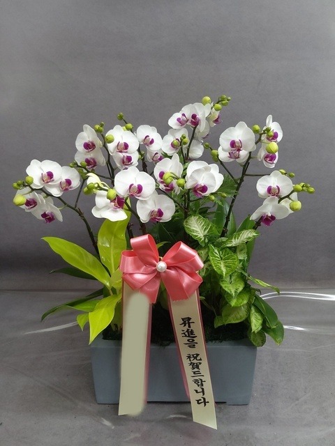 ����� �̴�ȣ��