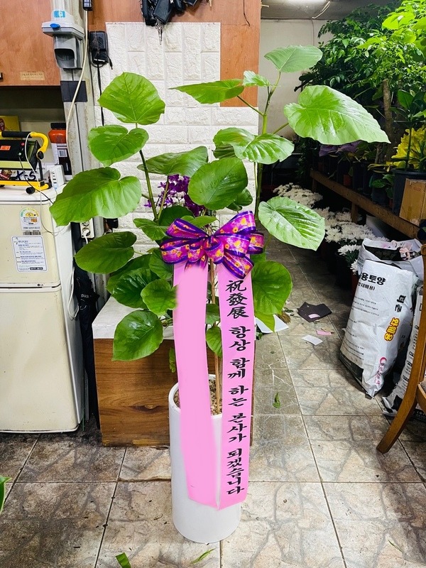 ����ȭ�� �򺣸�Ÿ ��������