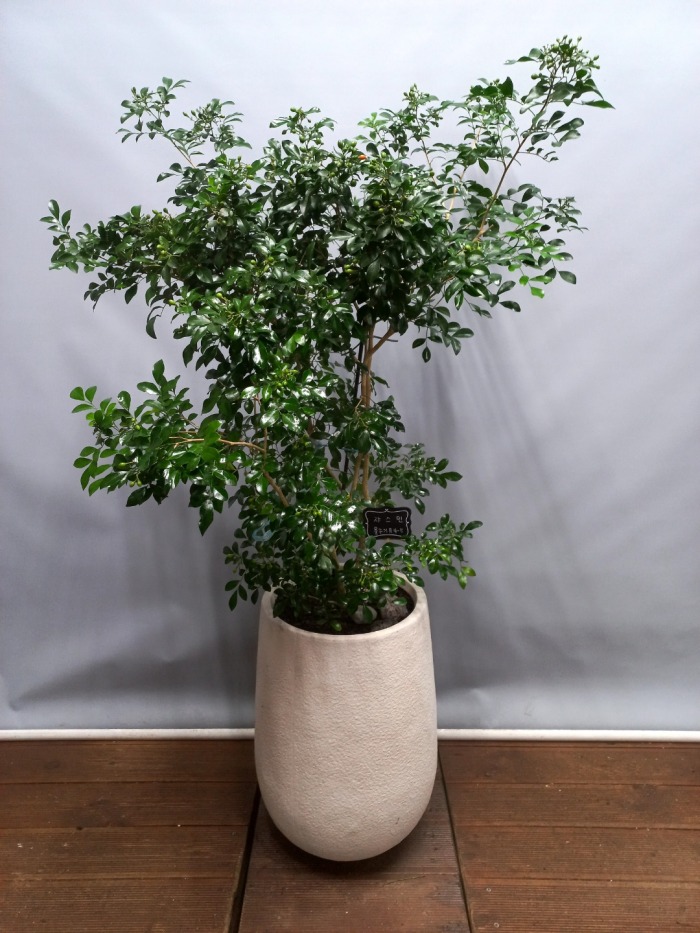 ����ȭ�� �𽺹�