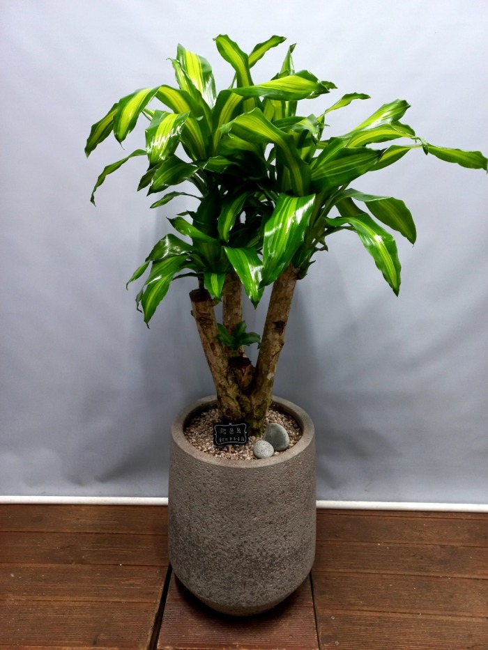 ����ȭ�� ����