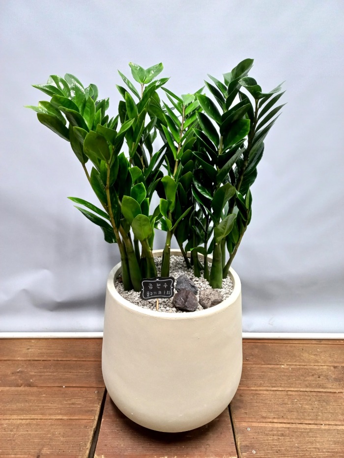 ����ȭ�� ������