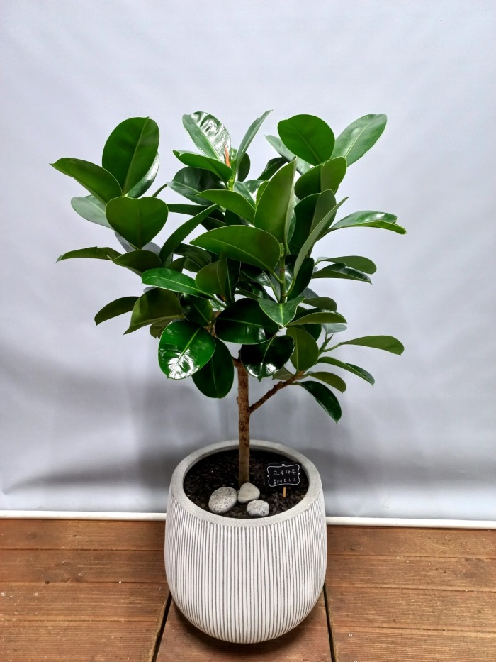 ����ȭ�� ������������