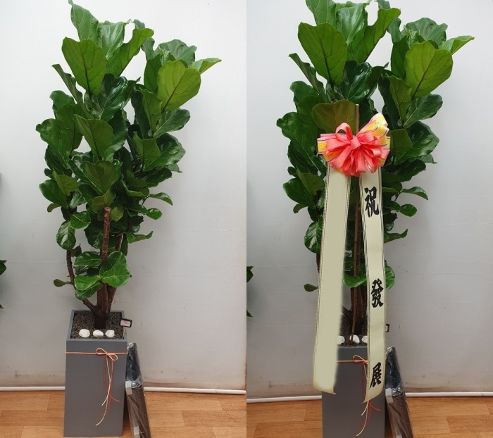 ����ȭ�� ������������