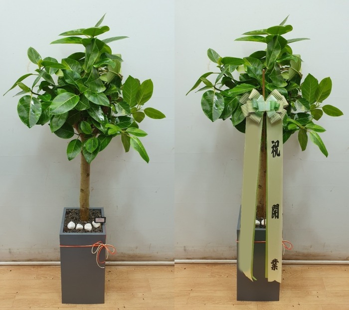 ����ȭ�� �𰥰�������