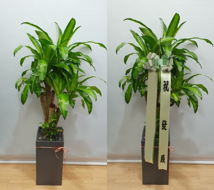 ����ȭ�� ���� ����