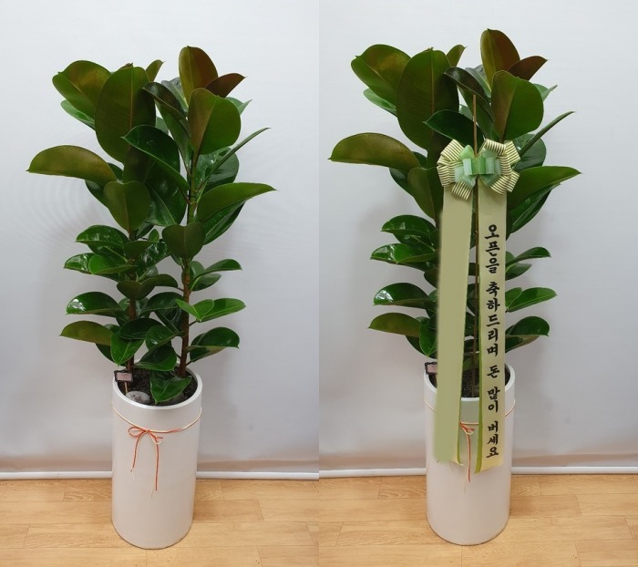 ����ȭ�� ��������