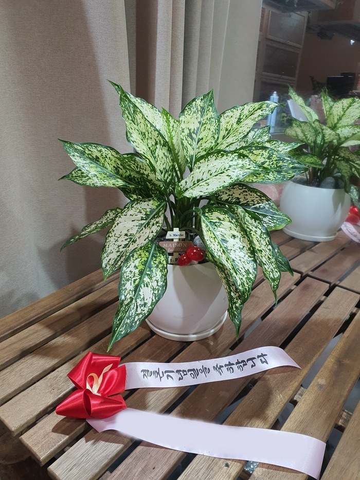 Ź��� ����ȭ�� �����̾�