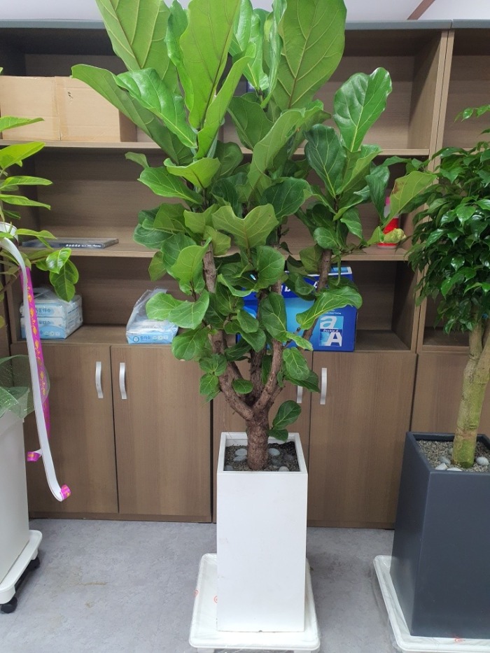 ����ȭ�� ������������