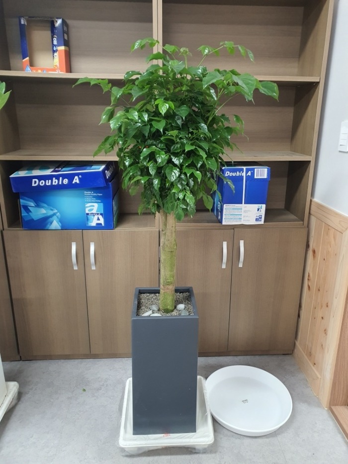 ����ȭ�� �캸��