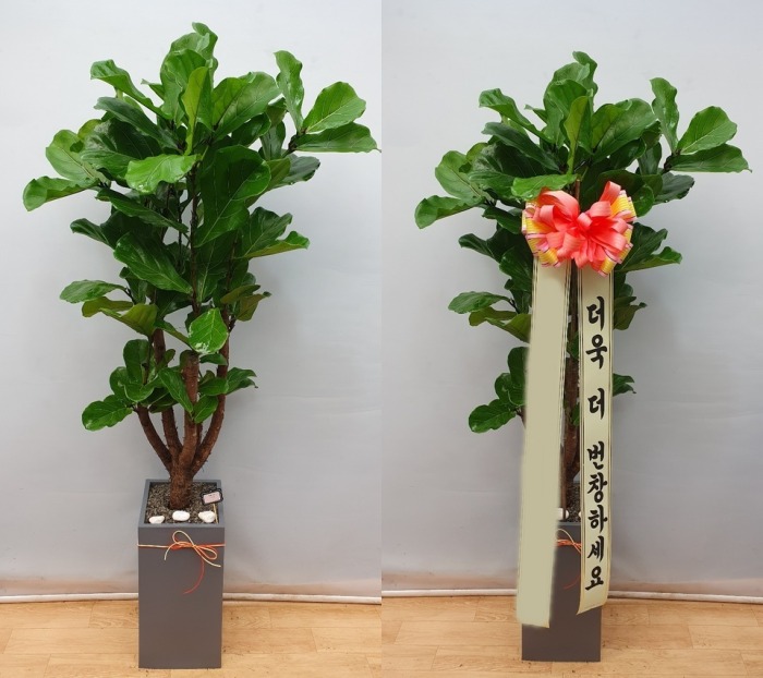 ����ȭ�� ������������