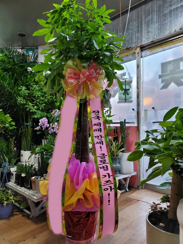 ����ȭ�� ��Ű�� ��������