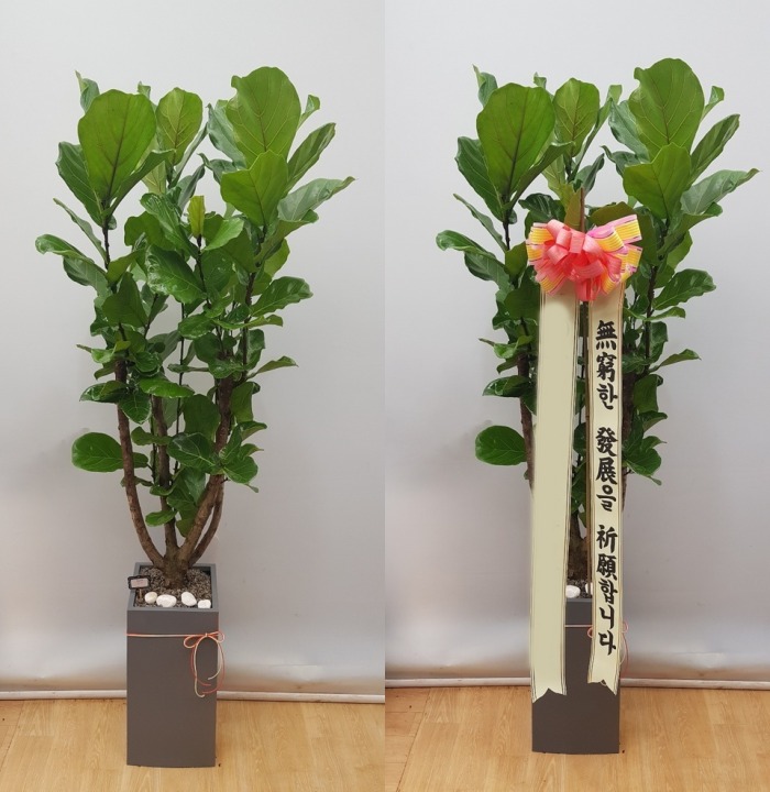 ����ȭ�� ������������