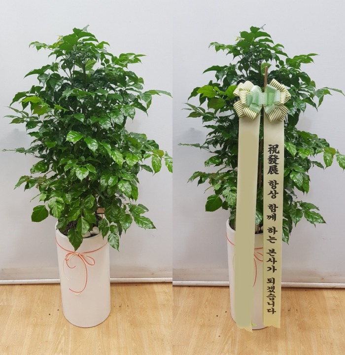 ����ȭ�� �캸��