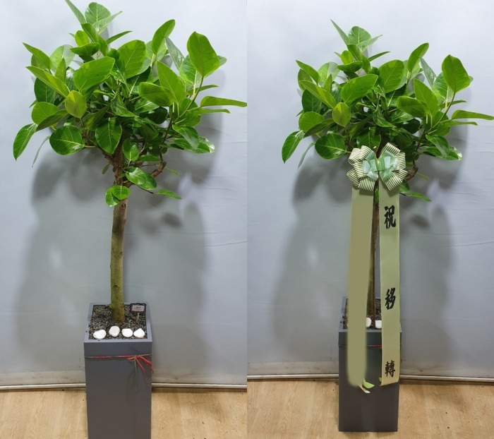 ����ȭ�� �𰥰�������