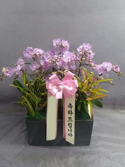 ����� �̴�ȣ��