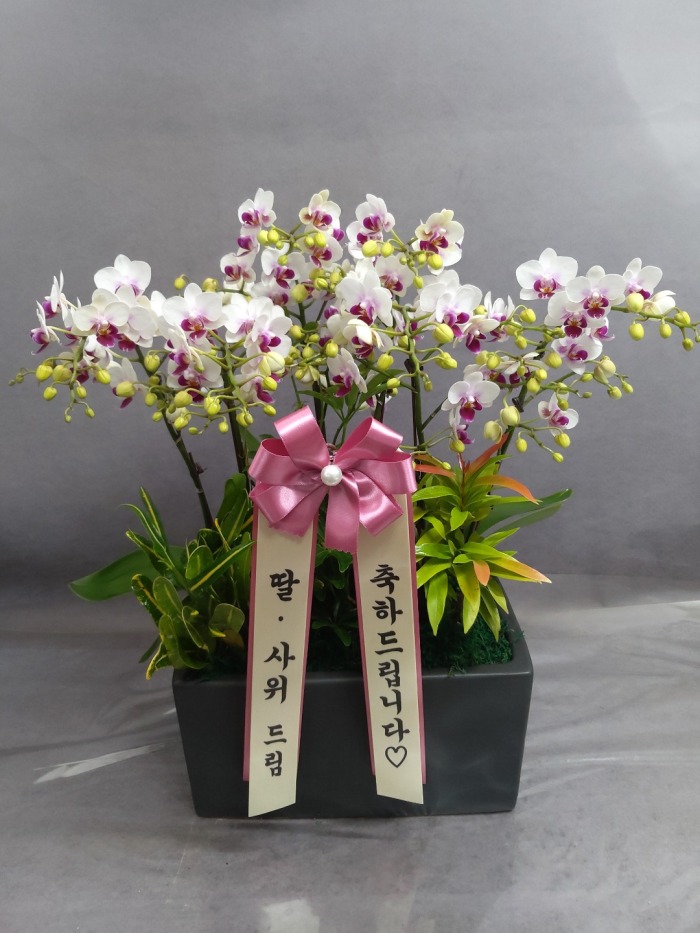 ����� �̴�ȣ��