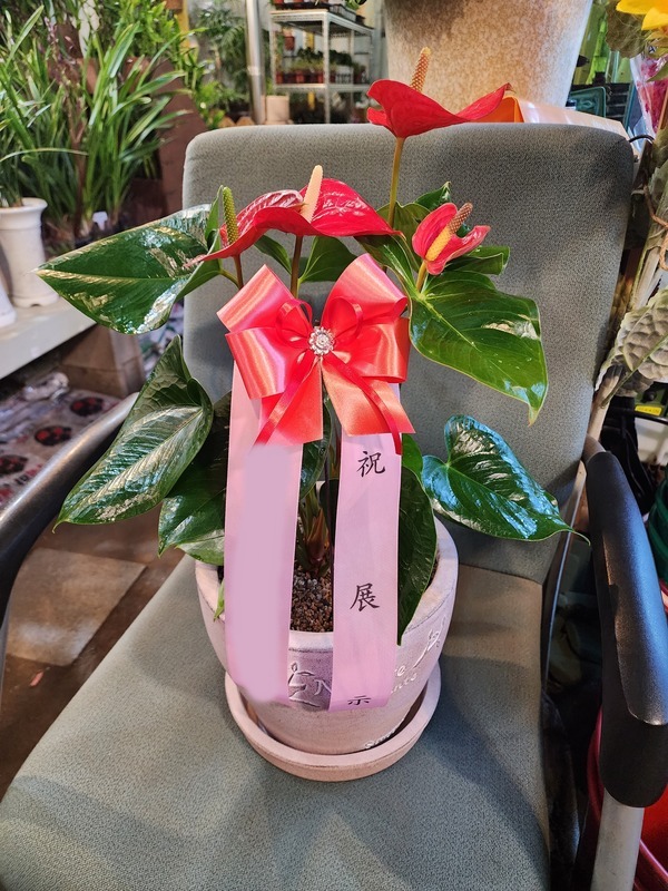 ����ȭ�� �Ƚø���