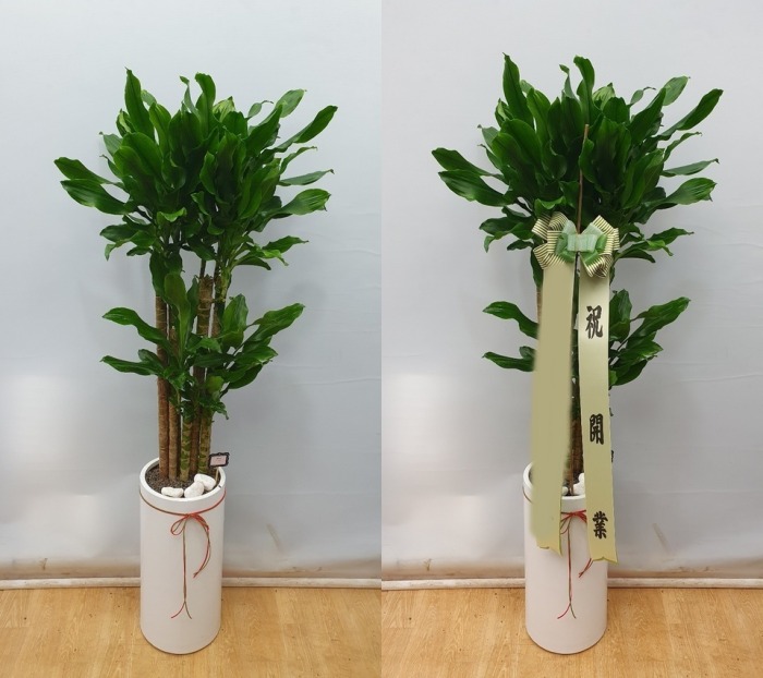 ����ȭ�� Ȳ����