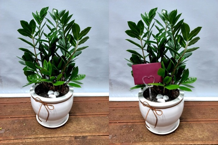 ����ȭ�� Ź��� ������