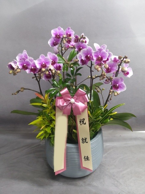 ����� �̴�ȣ��